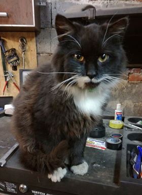 kotek