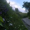 fot.Spacerowiczki;"Łazy" 