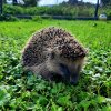 fot.Sylwia;"Wrześniowy Pan gość"