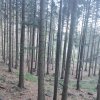 Przełęcz Krowiarki - Markowe Szczawiny - Babia Góra