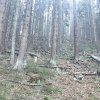Przełęcz Krowiarki - Markowe Szczawiny - Babia Góra