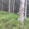 Przełęcz Krowiarki - Markowe Szczawiny - Babia Góra