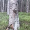 Przełęcz Krowiarki - Markowe Szczawiny - Babia Góra