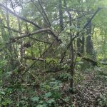 Lasek w Jazowsku – sporo połamanych drzew