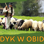 Jesienny redyk – czyli czas powrotu owiec z hal!