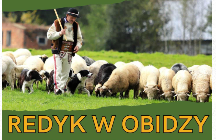 Jesienny redyk – czyli czas powrotu owiec z hal!